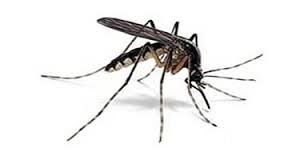 Zanzare, come evitare la proliferazione - Qui News Cuoio