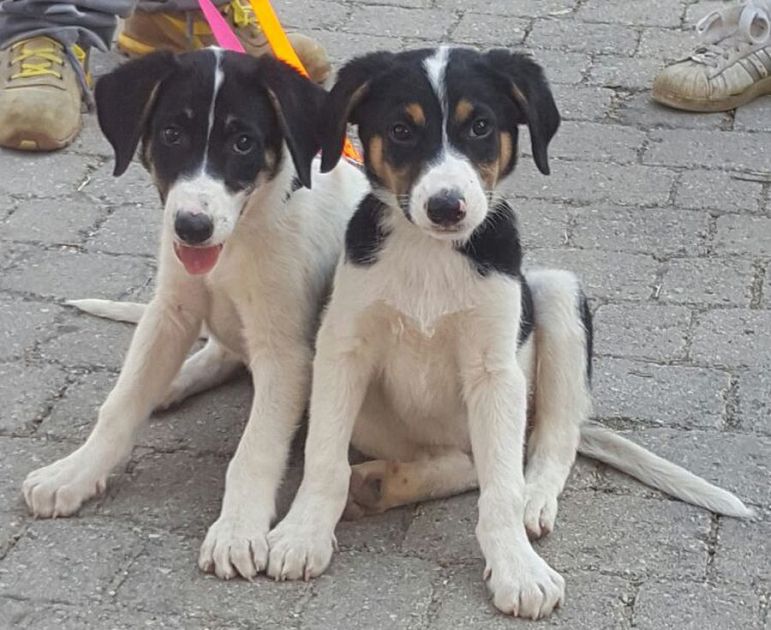 Adottati due cuccioli scampati al teremoto - Qui News Chianti