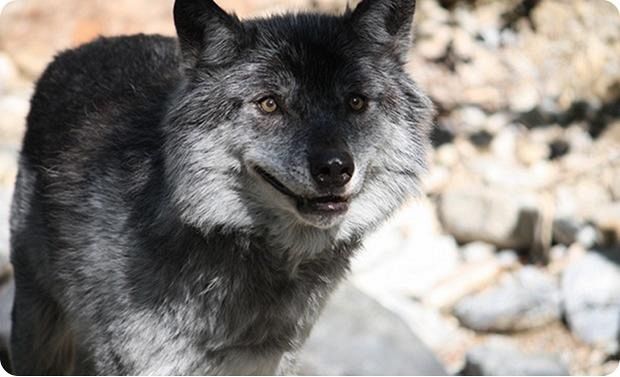 Probabili lupi avvistati a Farnetella - Qui News Valdichiana
