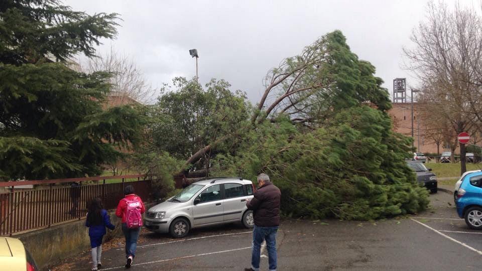 Cade un pino vicino alla scuola piena di bambini - Toscana Media News