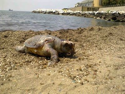 ​Un'altra tartaruga Caretta Caretta trovata morta - Toscana Media News