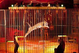 Parte l'esposto per il circo con gli animali - Qui News Valdicornia