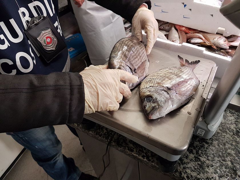 Cento chili di pesce sequestrato - Qui News Valdicornia