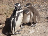 Pinguino con due pulcini - foto Blue Lama