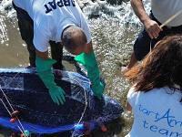 Il ritrovamento della carcassa della tartaruga liuto
