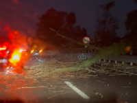 Un ramo caduto in Fipili