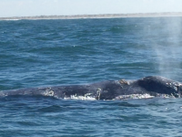 Una balena grigia nella baia di Guerrero Negro - foto di Blue Lama