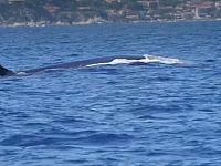 Le balenottere nelle acque dell'Elba