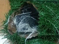 L'operazione della polizia penitenziaria