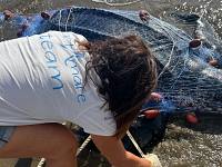 Il ritrovamento della carcassa della tartaruga liuto
