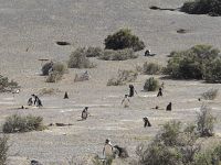 Tane di pinguino - foto Blue Lama