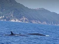 Le balenottere nelle acque dell'Elba