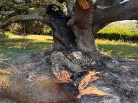 Il Leccio di Belmonte dato alle fiamme