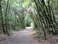 Il sentiero nel bosco che porta ai Massi