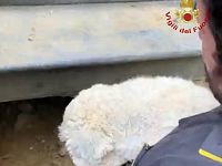 Coco in salvo