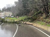 L'albero crollato sulla Sr325 a Cantagallo