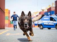 Il cane poliziotto Amper