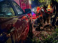 Il cane tratto in salvo