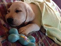 Il cane Marte da cucciolo