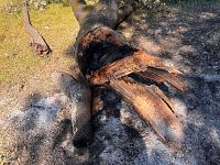 Il Leccio di Belmonte dato alle fiamme
