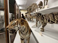 Le tigri nella sezione zoologia del museo