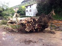 L'albero caduto in via San Nicolò