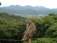 Una scimmia nel parco di Kamayama, ad Arashiyama - foto Blue Lama