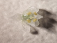 Un fiore di Cuscuta palaestina
