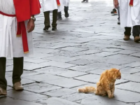 Il gatto Rino durante un corteo storico