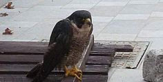 Falco pellegrino salvato al Giglio