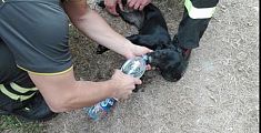 I pompieri salvano un cucciolo finito nel burrone