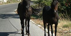 Cavalli liberi in strada