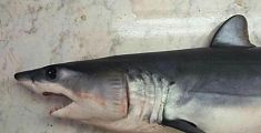 Uno squalo pescato al largo di Livorno