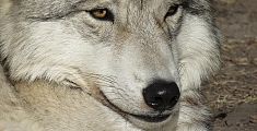 Spara e uccide il cane scambiato per lupo, Lndc denuncia