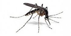 Zanzare, come evitare la proliferazione