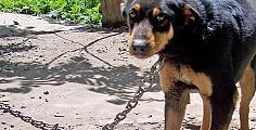 un cane tenuto con catena