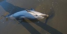 Un altro delfino morto portato a riva dal mare