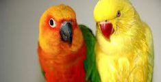Maxi truffa nata per due pappagalli