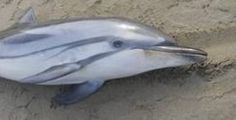 Delfino morto con la coda mozzata