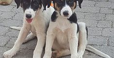 Adottati due cuccioli scampati al terremoto