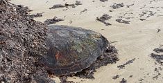 Tartaruga marina salvata, il grazie dal Comune