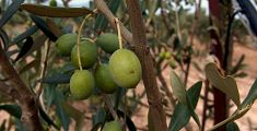 Sboccia la più grande oliveta biologica della Toscana