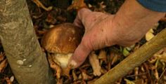 Raccogliere funghi rispettando la legge