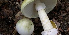 Mangiano i funghi più pericolosi, 3 intossicati
