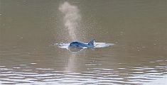 Lo spettacolo del delfino nell'Arno