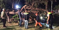 Cade un pino di 15 metri, tre auto danneggiate