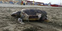 Tartaruga spiaggiata con il guscio rotto