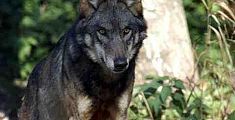 Colline pisane, mai così tanti lupi da 300 anni