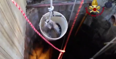 Gattino nel pozzo profondo 30 metri - VIDEO