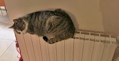 gatto sul termosifone